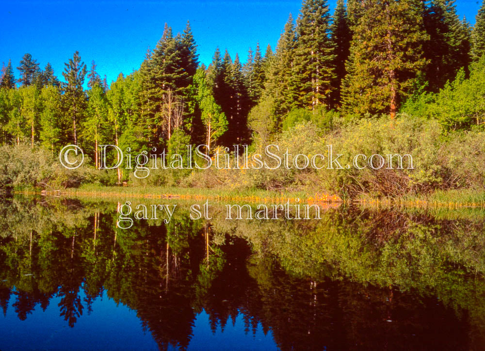 Offset Evergreen Forest Reflection Klamath Lake, Digital, Oregon