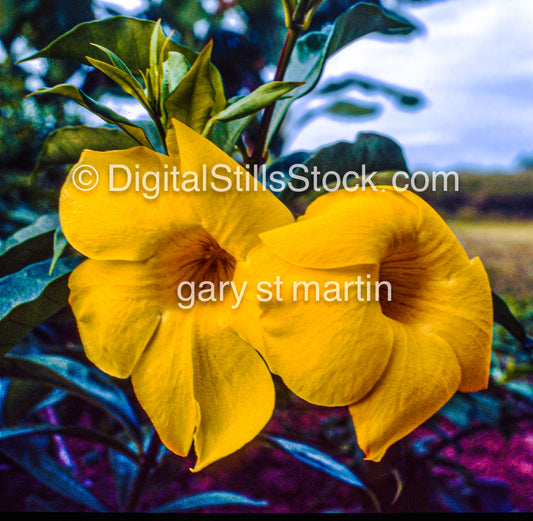 Yellow Oleander, Hawaii, Analog