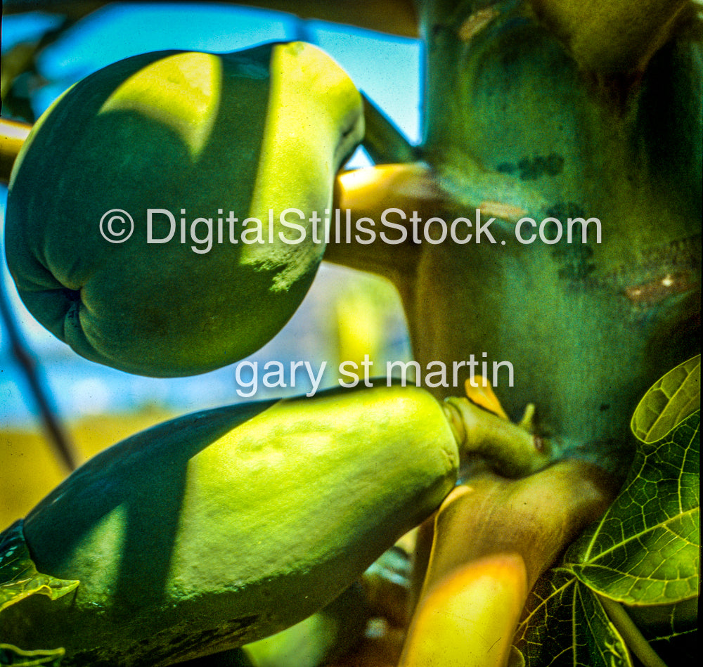 Green Papayas, Hawaii, Analog