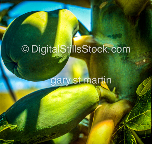 Green Papayas, Hawaii, Analog