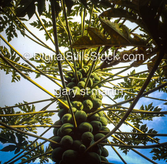 Papayas on Tree, Hawaii, Analog