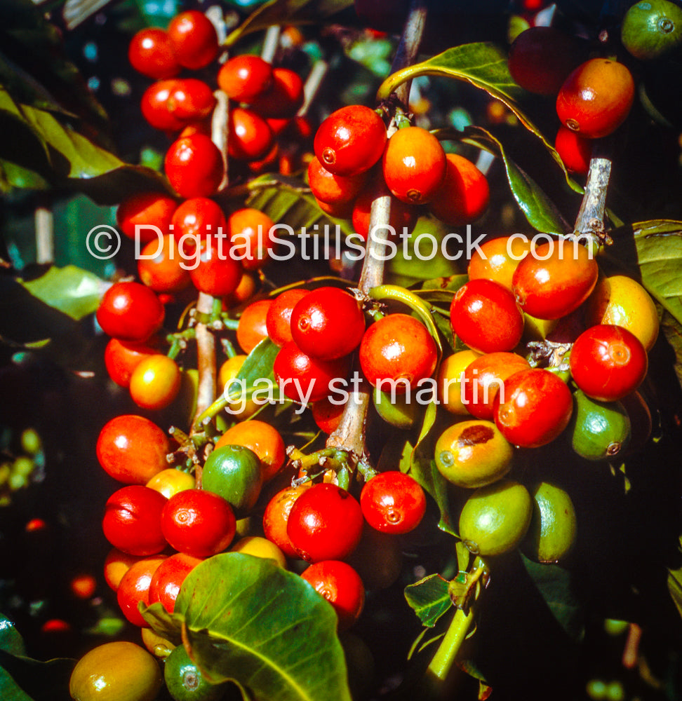 Coffee Plant, Hawaii, Analog