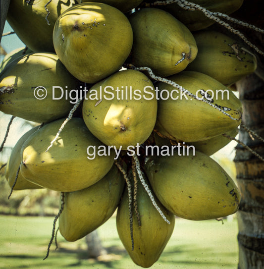 Coconut Tree, Hawaii, Analog