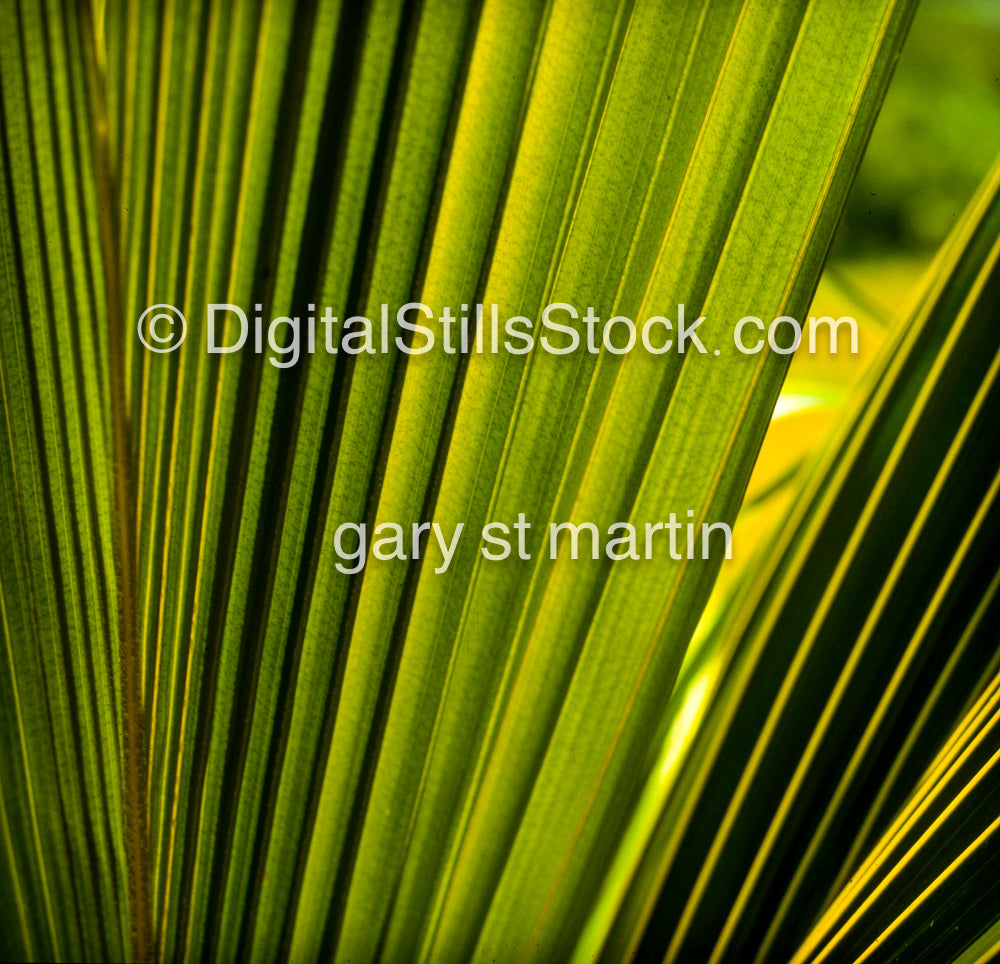 Palm Fern, Hawaii, Analog
