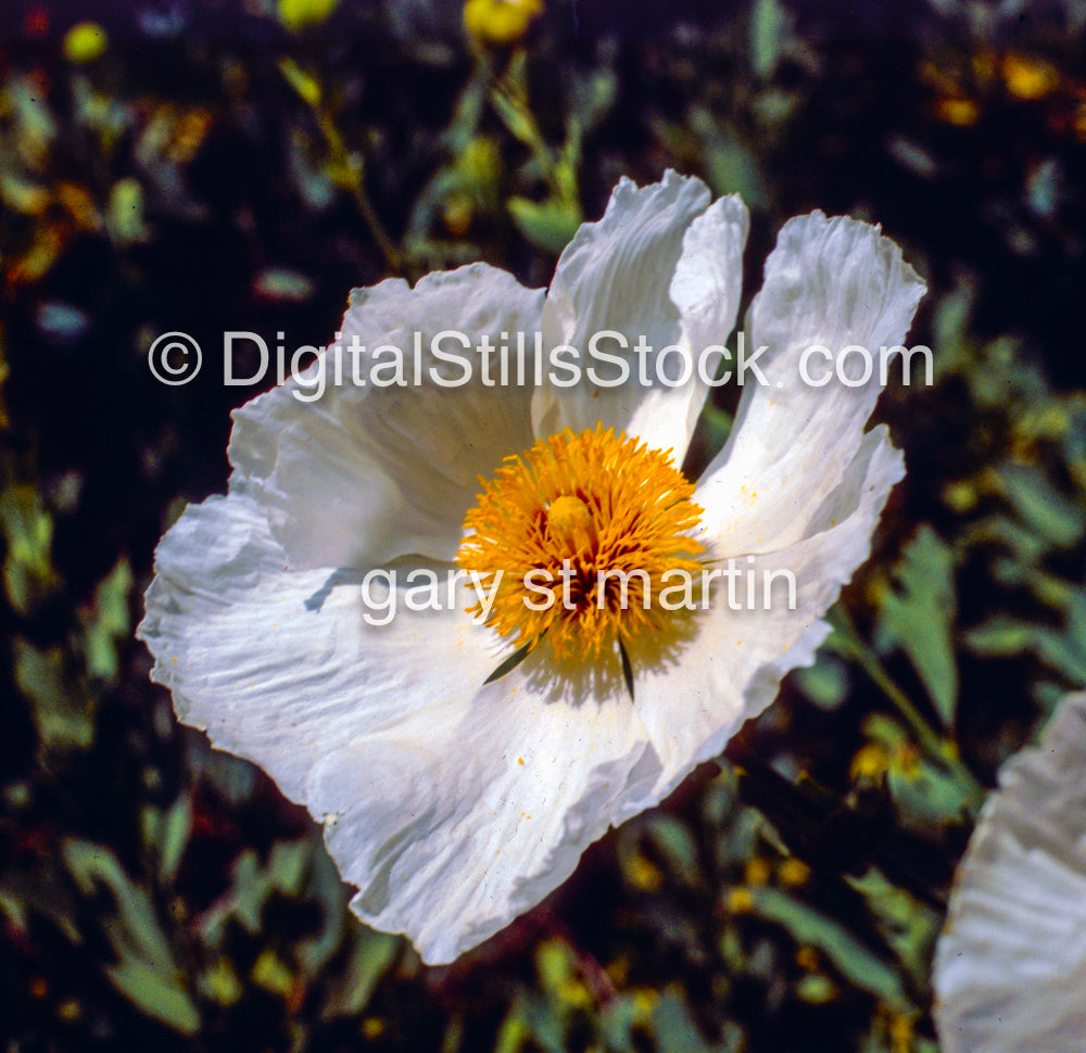 Hawaiian Poppie, Hawaii, Analog