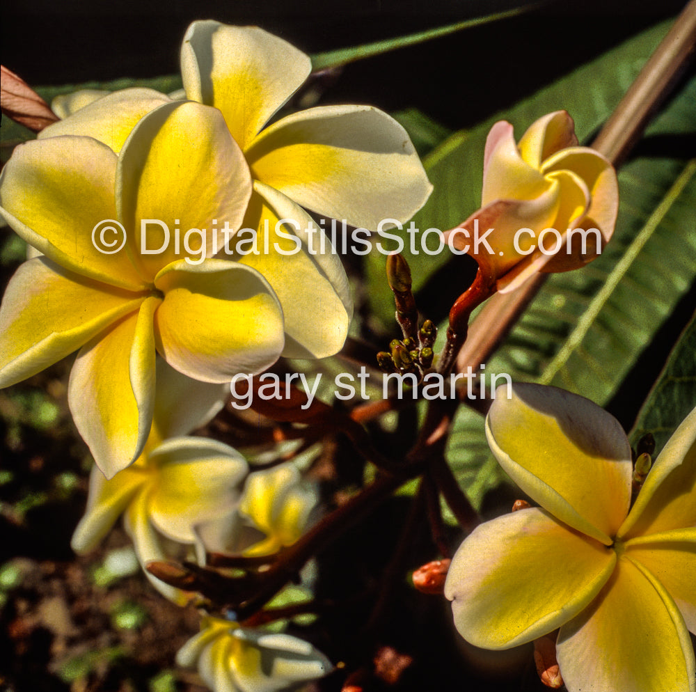 Plumeria Blossoms, Hawaii, Analog