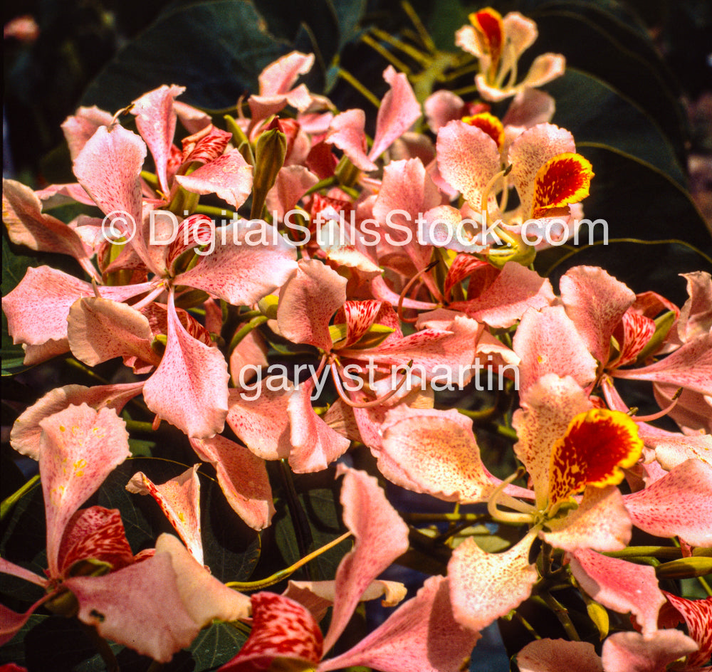 Hawaiian Tree Orchid, Hawaii, Analog