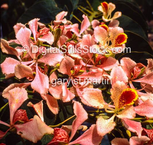 Hawaiian Tree Orchid, Hawaii, Analog