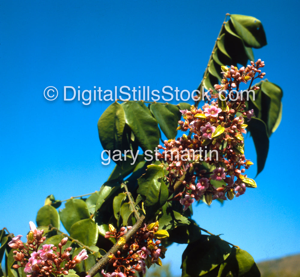 Starfruit, Hawaii, Analog