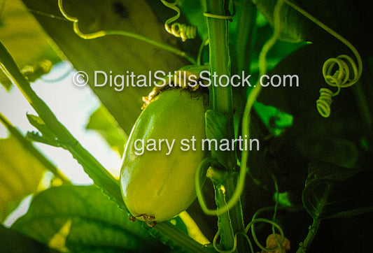 Yellow Lilikoi on Stalk, Hawaii, Analog