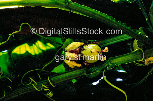 Yellow Lilikoi from Flower to Fruit, Hawaii, Analog