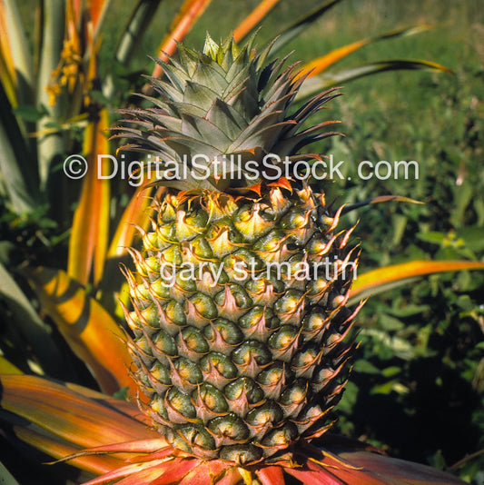 Pineapple, Hawaii, Analog