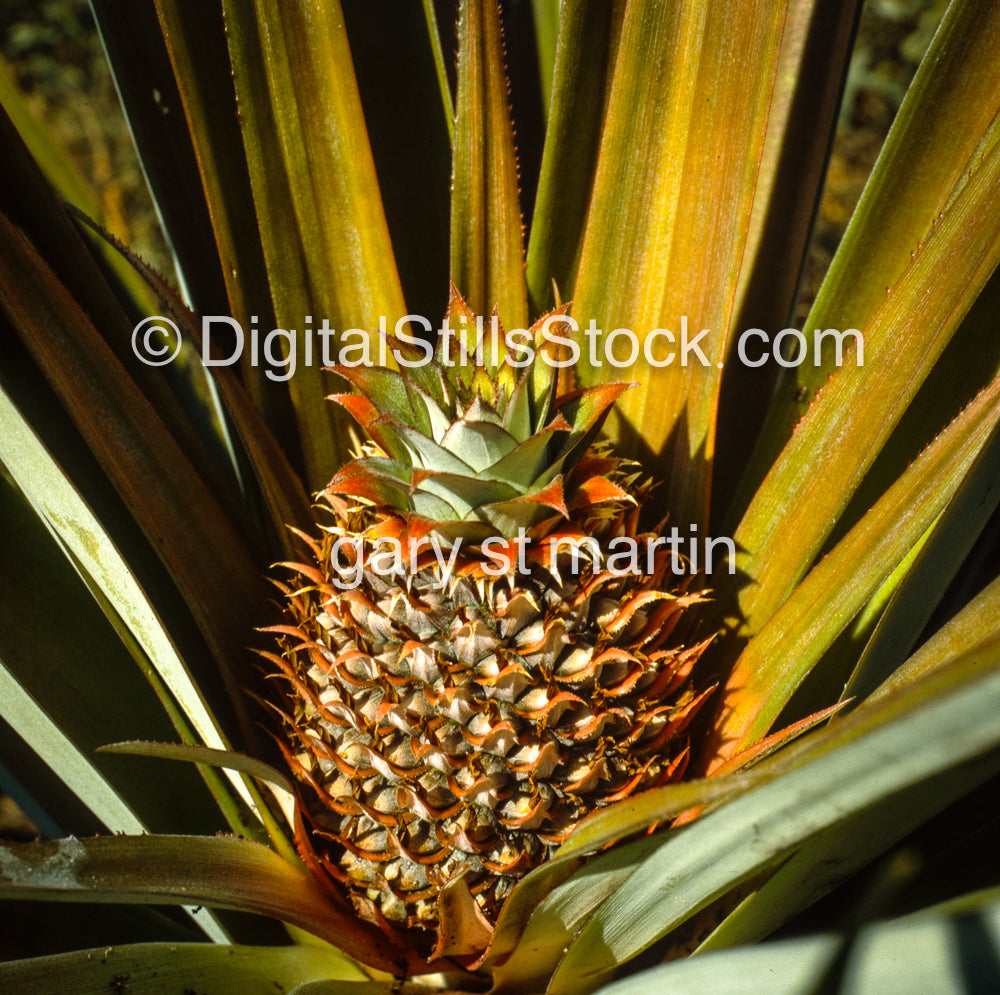 Pineapple against Fronds