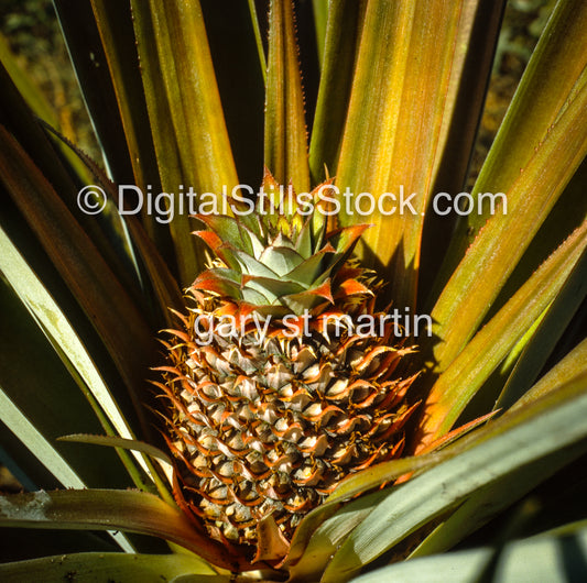 Pineapple against Fronds