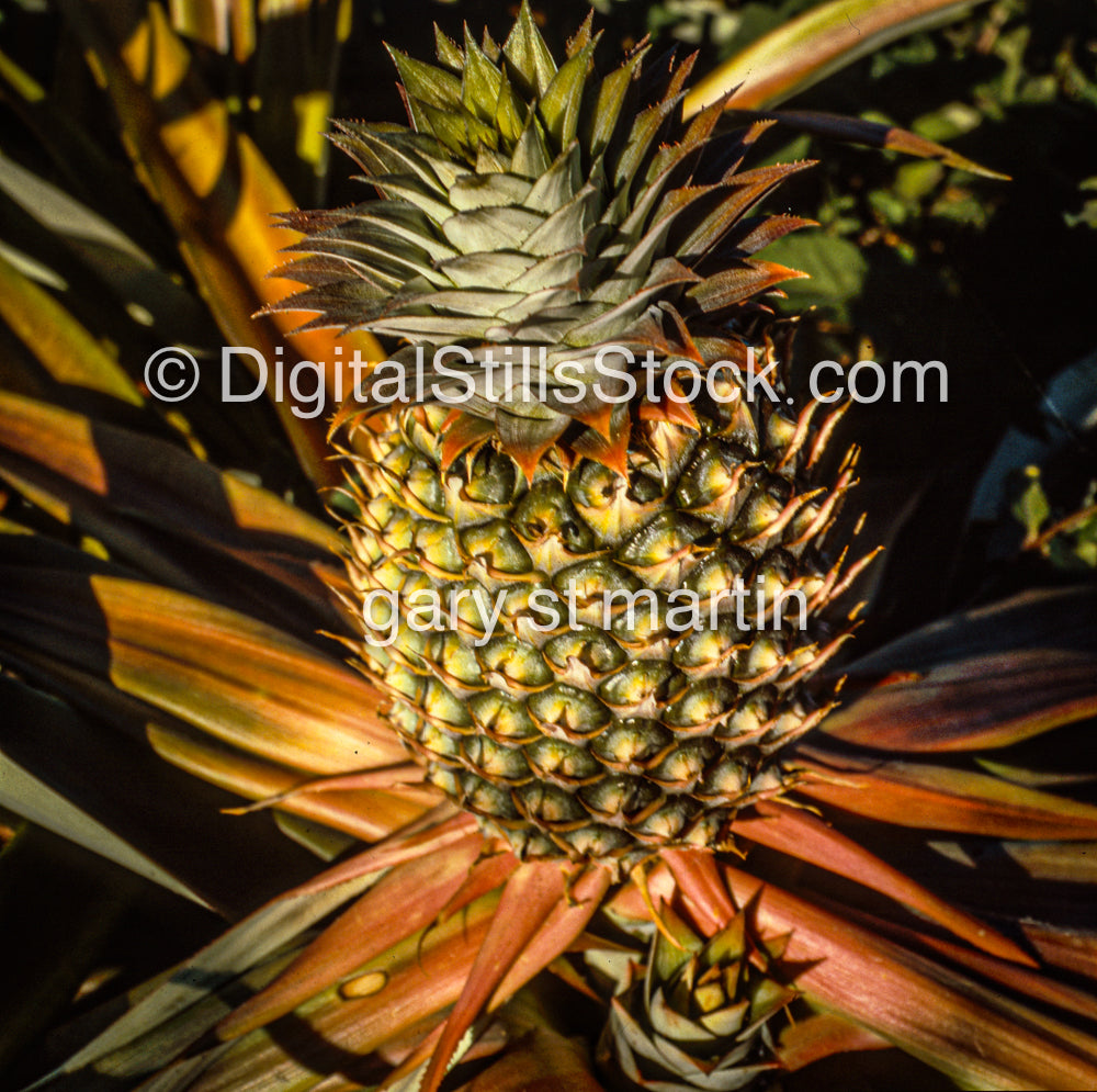 Pineapple on Plant, Hawaii, Analog