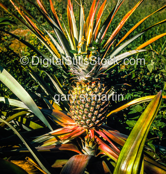 Brilliant Pineapple, Hawaii, Analog