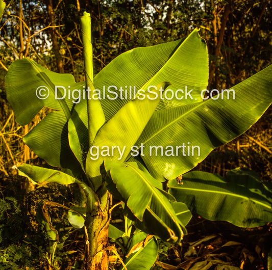 Green Banana Leaf, Hawaii, Analog