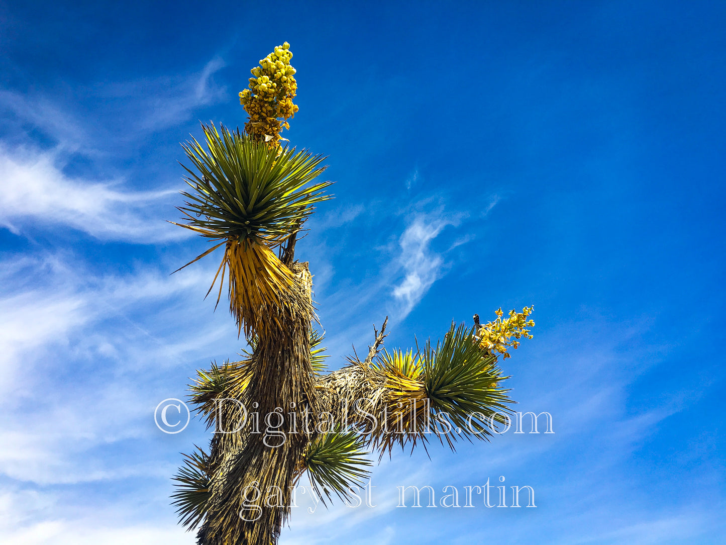 Mojave Cactus Branch against Sky