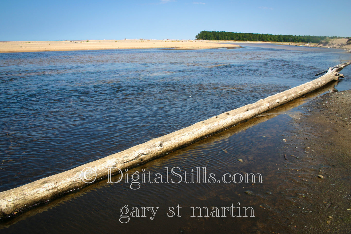 Driftwood on the Lake