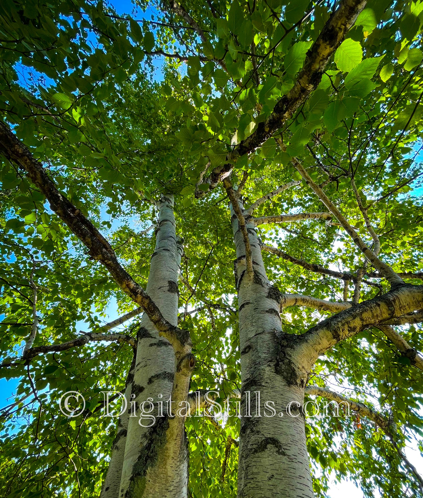 Trees at Sable Falls
