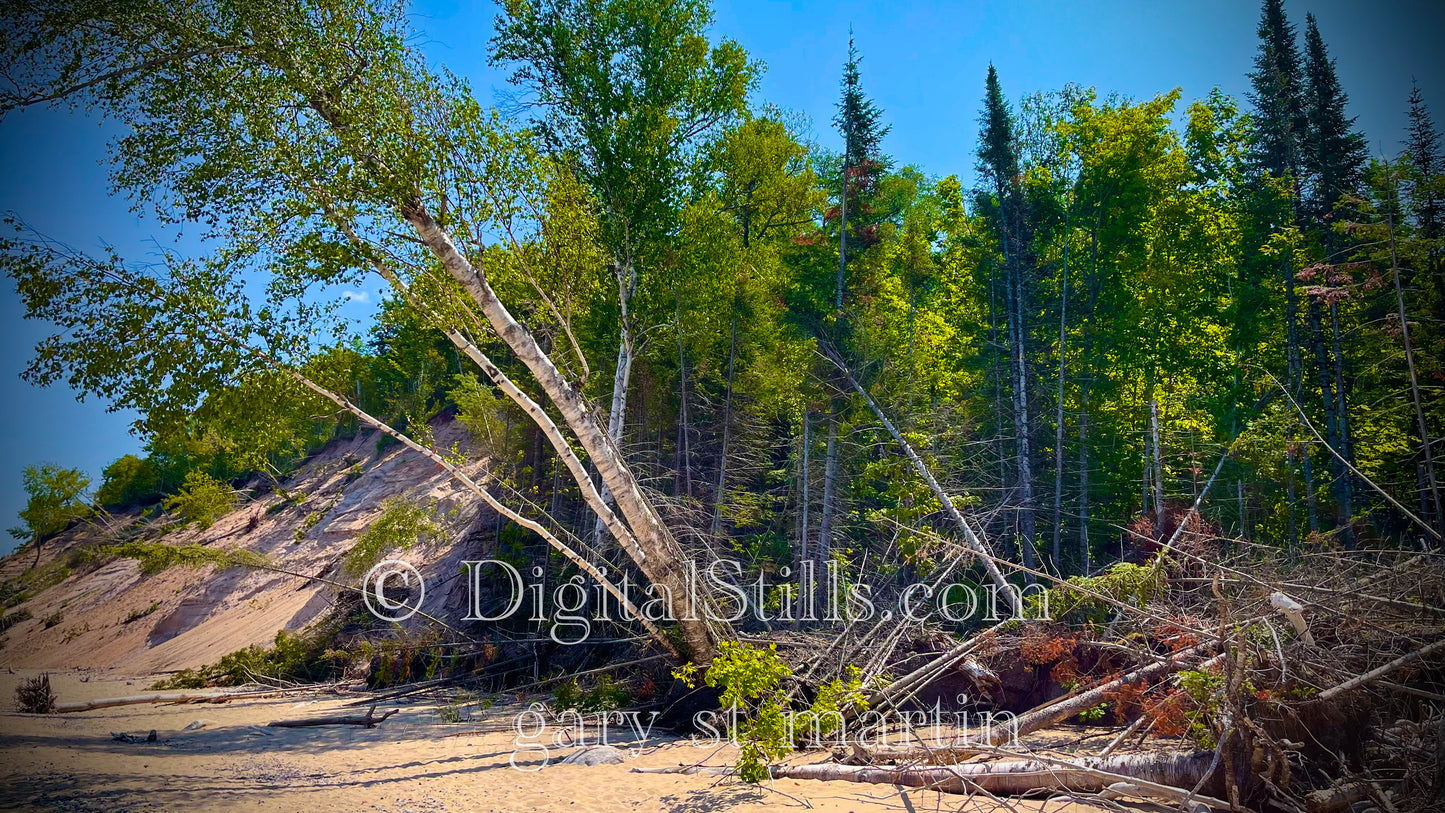Falling Trees at Sable Beach