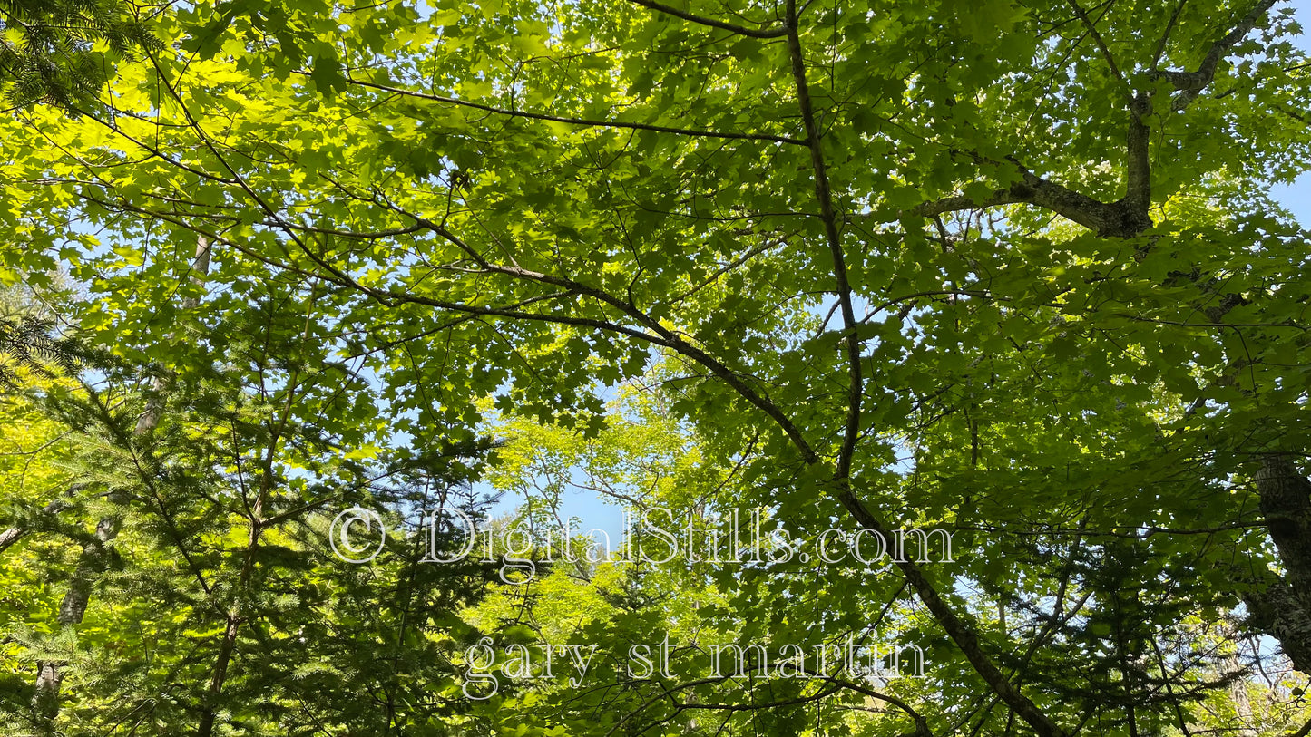 Inside the Trees