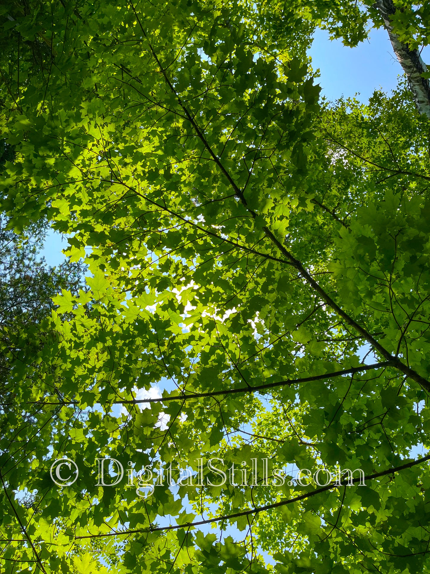Trees at Sable Beach Portrait