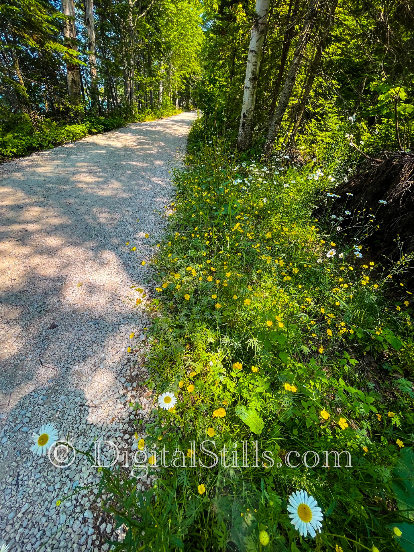 Along the Trails