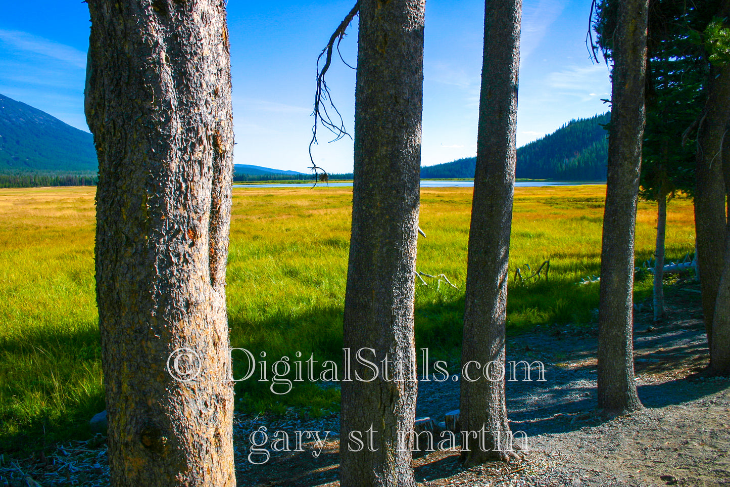 Looking through the Trees, Oregon, Digital, Oregon