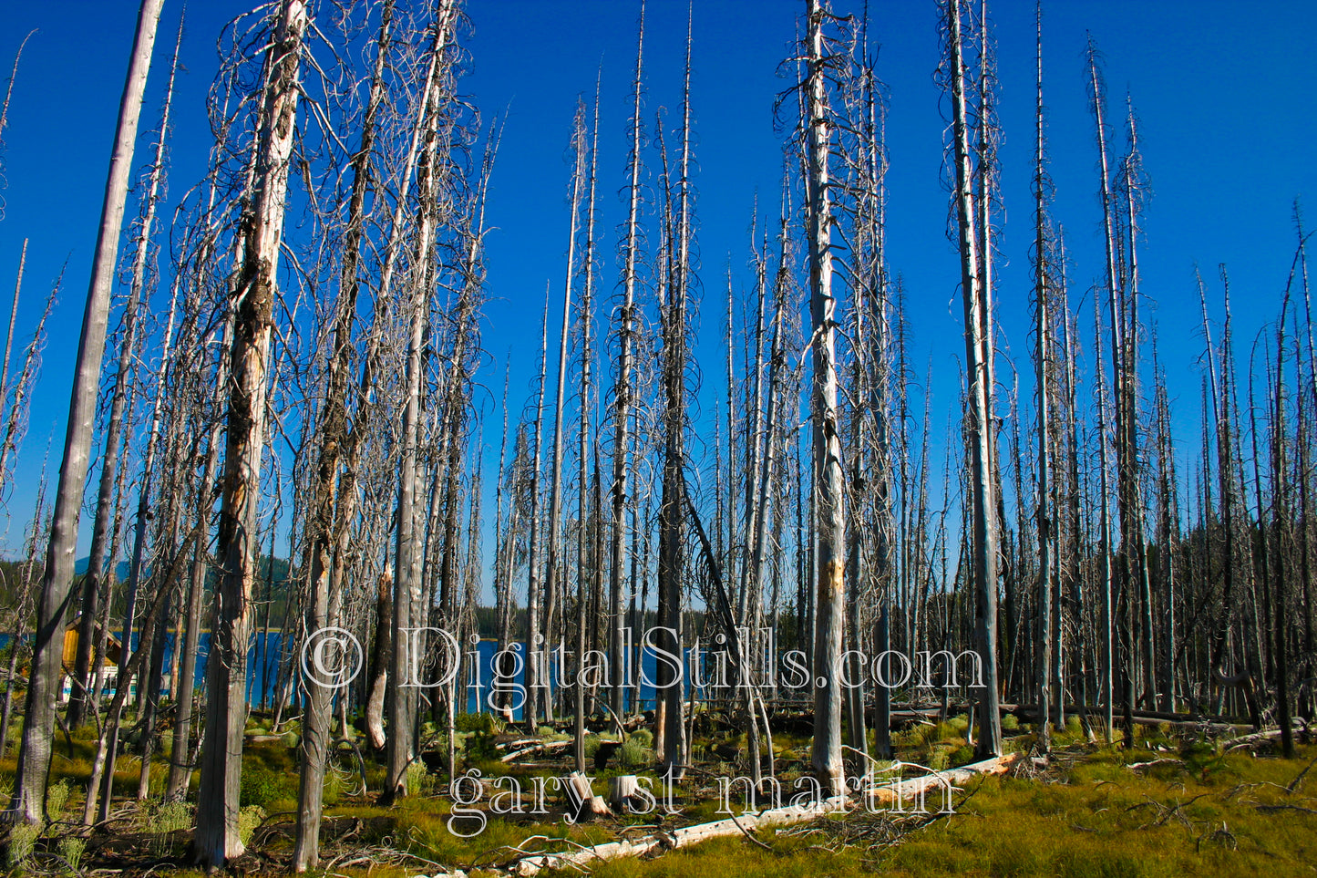 Thinned out Trees, Oregon Forest, Digital, Oregon