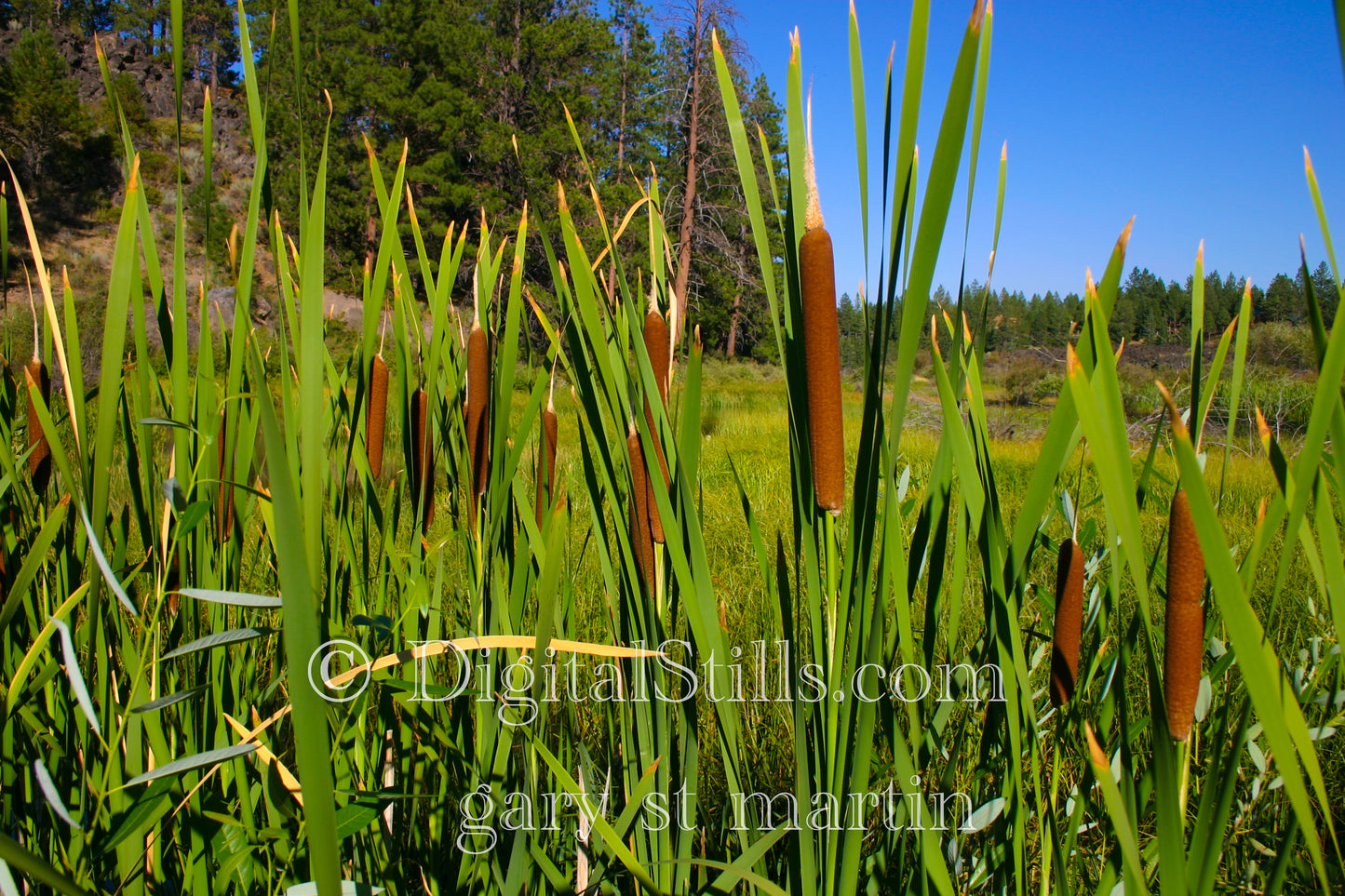 Cattails Cluster, Digital, Oregon