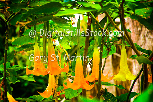 Hanging Datura Flowers, Yelapa, Mexico, digital