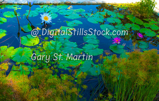 Colorful Lily pads, Yelapa, Mexico, digital