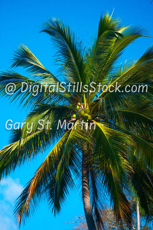 Coconuts in the Palm Tree, Yelapa, Mexico, digital