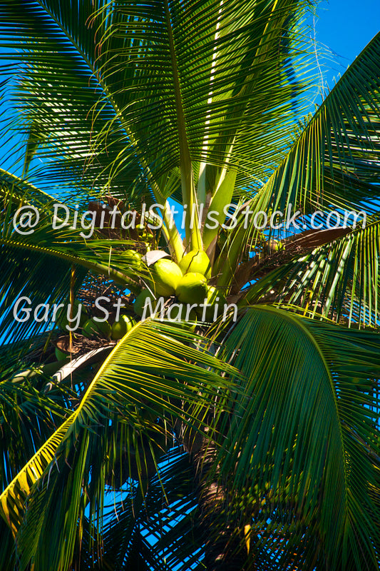 Coconuts Close-Up, Yelapa, Mexico, digital