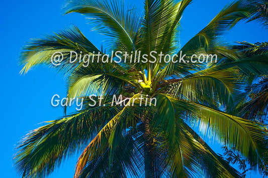 Vertical View Palm Tree, Yelapa, Mexico, digital