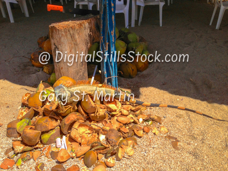 Iguana On A Pile Of Coconut, Yelapa, Mexico, digital