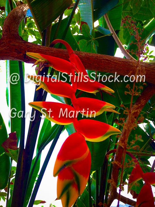 Tropical Flowers in a Bunch, Yelapa, Mexico, digital