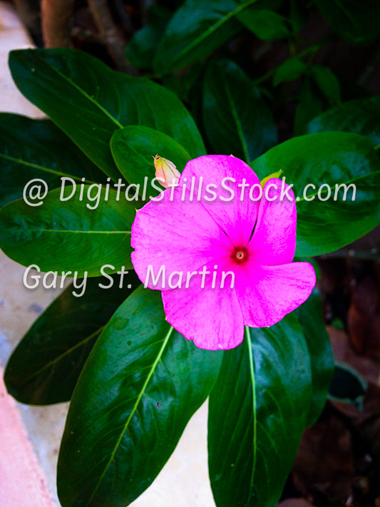 Impatiens, Just One, Yelapa, Mexico, digital