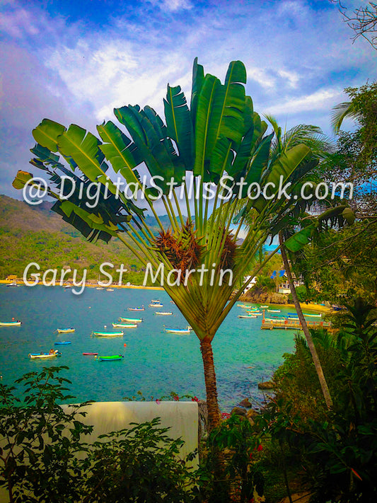 Palm With A View, Yelapa, Mexico, digital