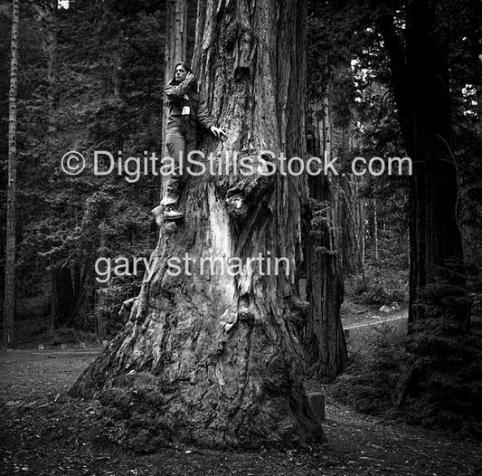 Ann, standing on a Giant Sequoia Tree, analog, black & white, women, portraits