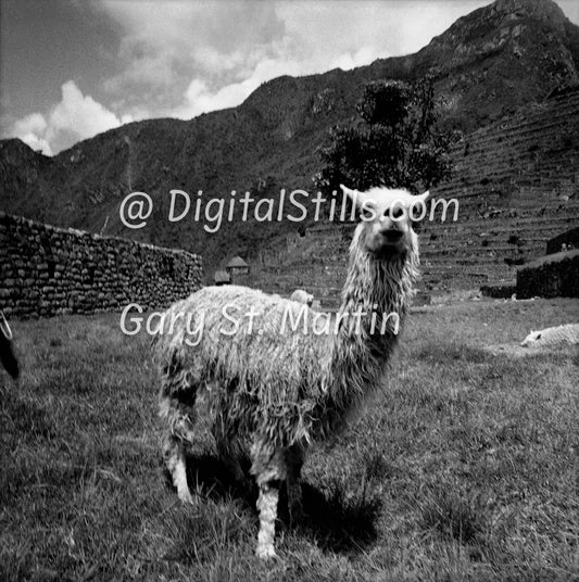 Full View Lama,  Machu Picchu, Peru, Peru, Black And White Shadow