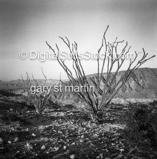 Coral out of the water on the way to Palm Springs Desert, California, digital scenery