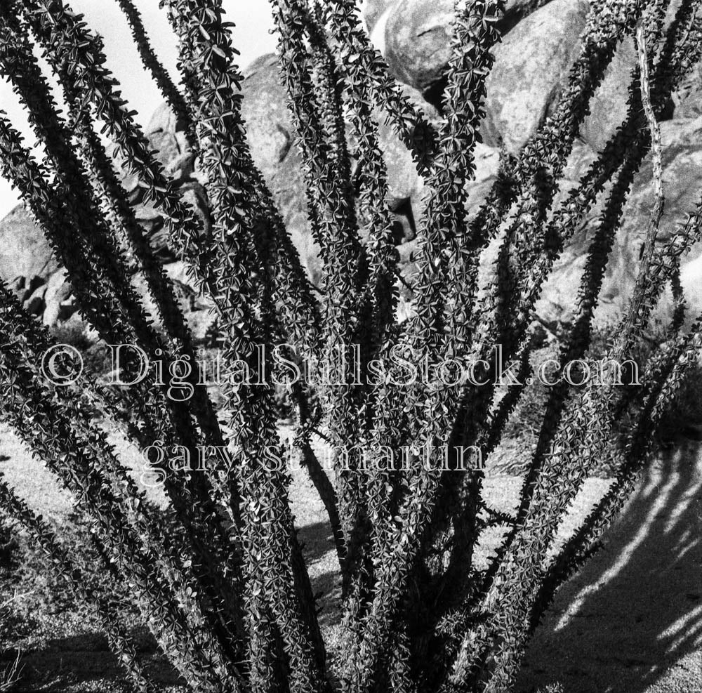 Ocotillo Cactus Frontal Shot 