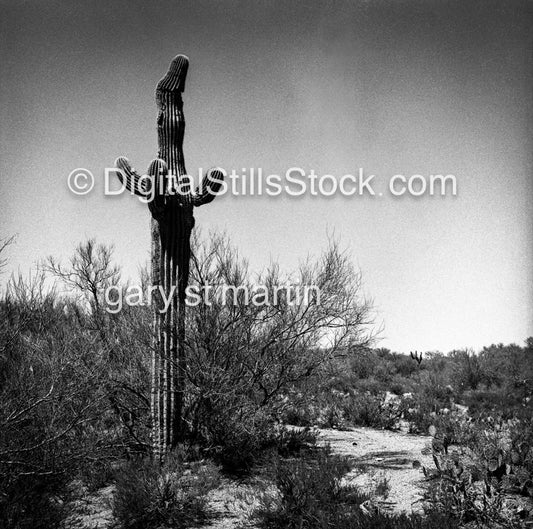 Cactus in Palm Springs Desert, California, analog scenery