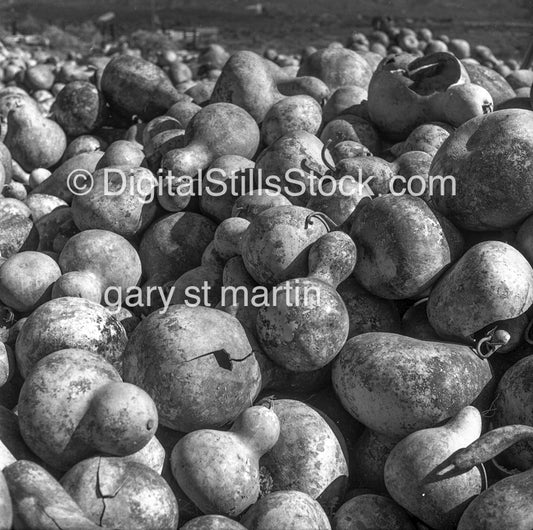 Pile of Gourds in Palm Springs Desert, California, analog scenery