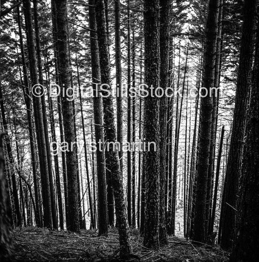 Between the lines of the trees in Oregon, analog scenery