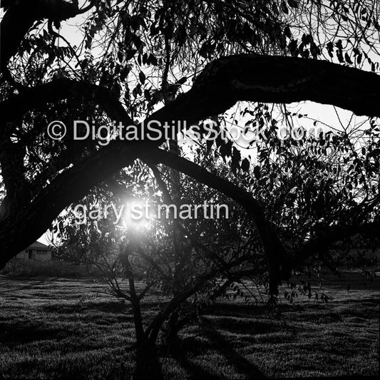 Sun peaking through the tree in Silverado Canyon, California, analog scenery