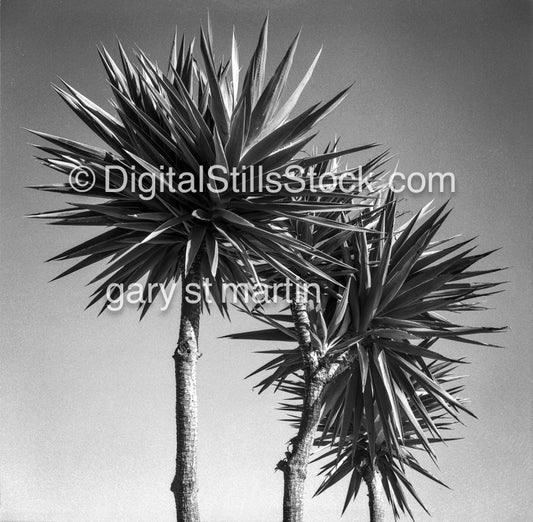 Spiky Trees, analog scenery