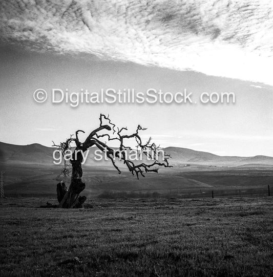 Lone Tree off Highway 5 headed to San Francisco, California, analog scenery